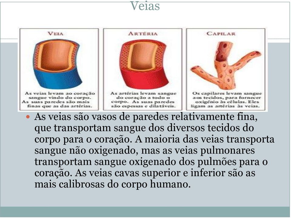 A maioria das veias transporta sangue não oxigenado, mas as veias pulmonares