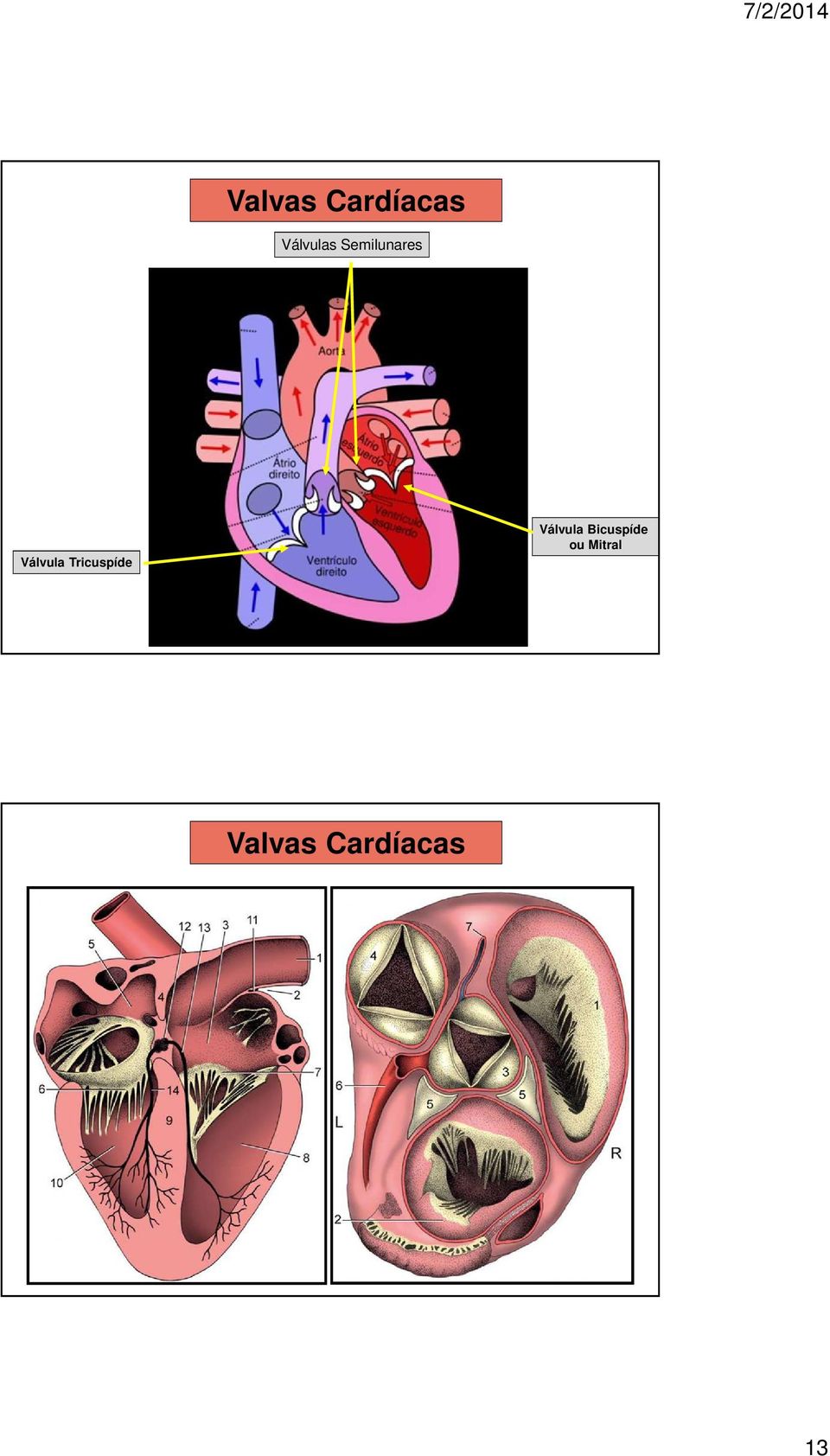 Tricuspíde Válvula