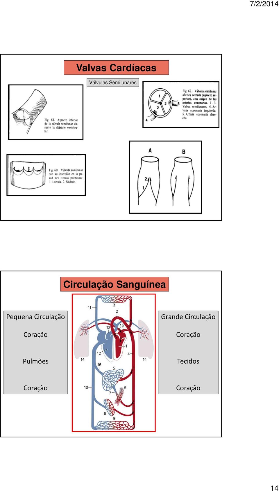 Pequena Circulação Coração Grande