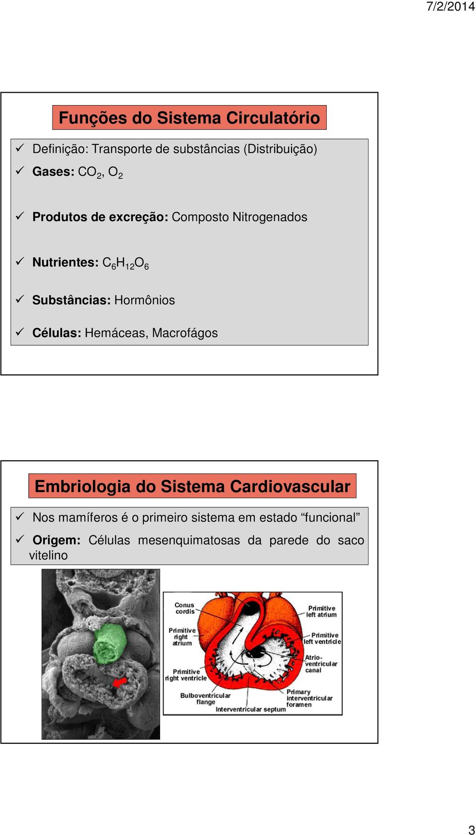 Hormônios Células: Hemáceas, Macrofágos Embriologia do Sistema Cardiovascular Nos mamíferos é