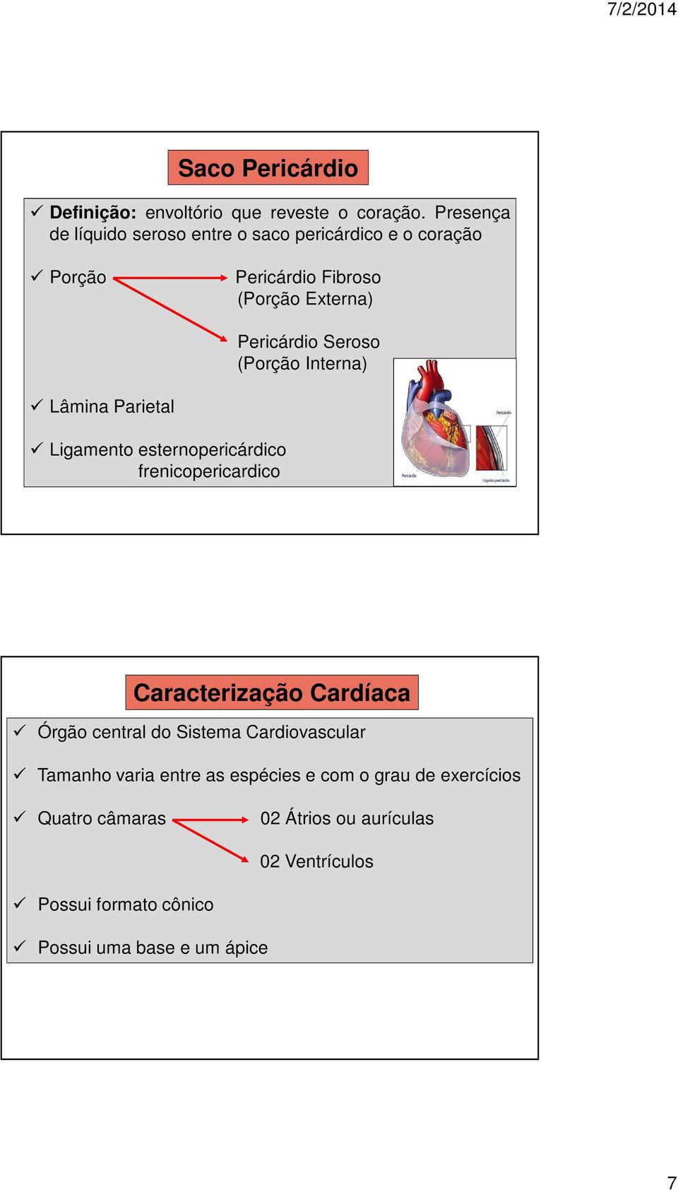 Seroso (Porção Interna) Lâmina Parietal Ligamento esternopericárdico frenicopericardico Caracterização Cardíaca Órgão