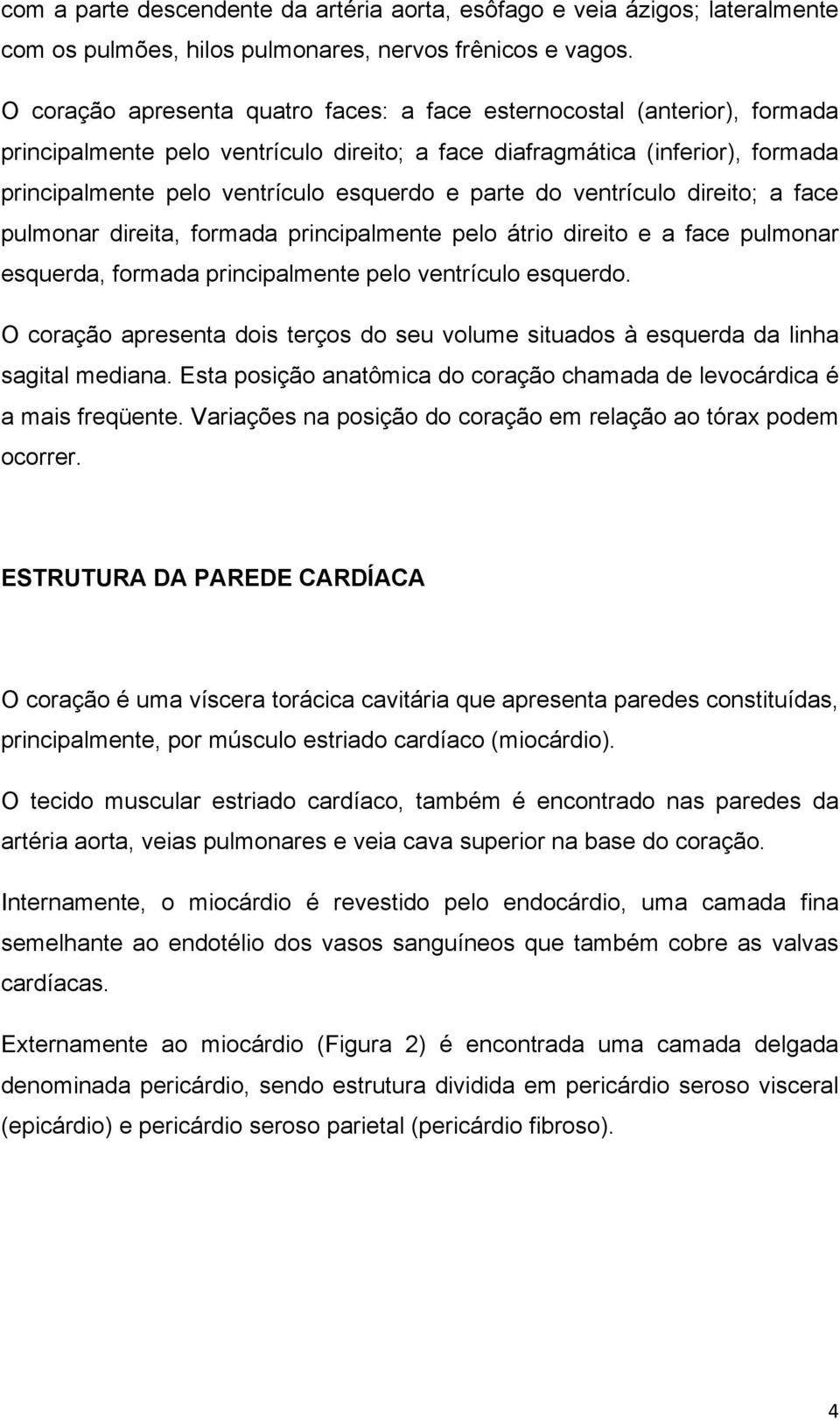 parte do ventrículo direito; a face pulmonar direita, formada principalmente pelo átrio direito e a face pulmonar esquerda, formada principalmente pelo ventrículo esquerdo.