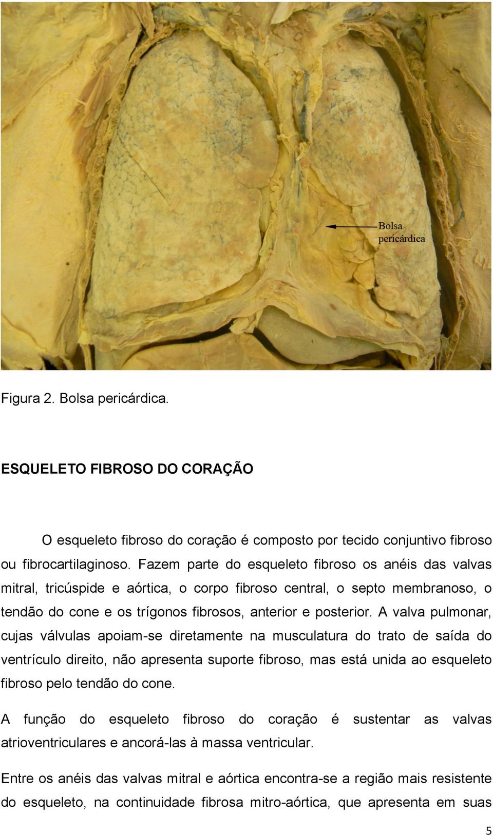 A valva pulmonar, cujas válvulas apoiam-se diretamente na musculatura do trato de saída do ventrículo direito, não apresenta suporte fibroso, mas está unida ao esqueleto fibroso pelo tendão do cone.