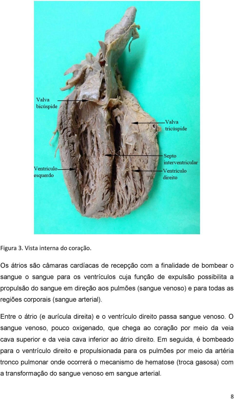 pulmões (sangue venoso) e para todas as regiões corporais (sangue arterial). Entre o átrio (e aurícula direita) e o ventrículo direito passa sangue venoso.
