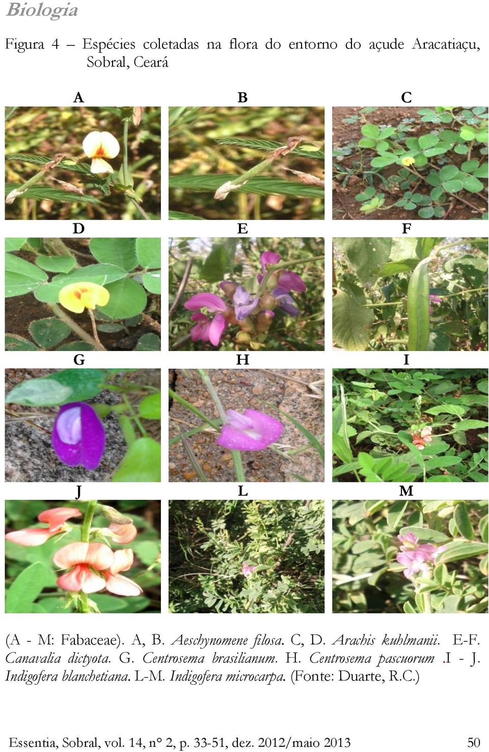 Canavalia dictyota. G. Centrosema brasilianum. H. Centrosema pascuorum.i J.