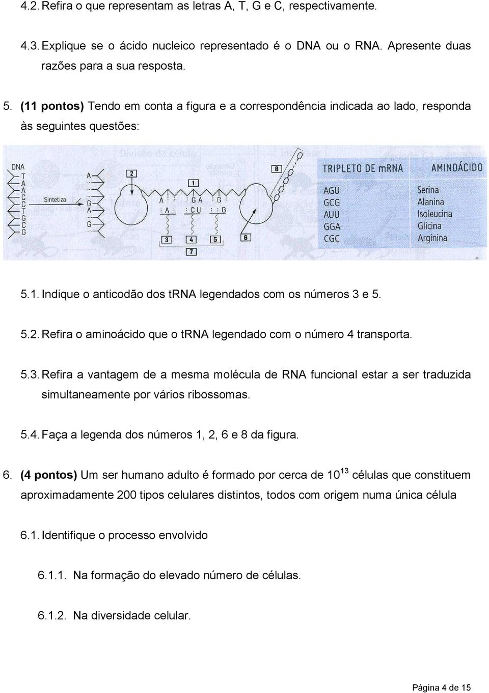 Refira o aminoácido que o trna legendado com o número 4 transporta. 5.3. Refira a vantagem de a mesma molécula de RNA funcional estar a ser traduzida simultaneamente por vários ribossomas. 5.4. Faça a legenda dos números 1, 2, 6 e 8 da figura.