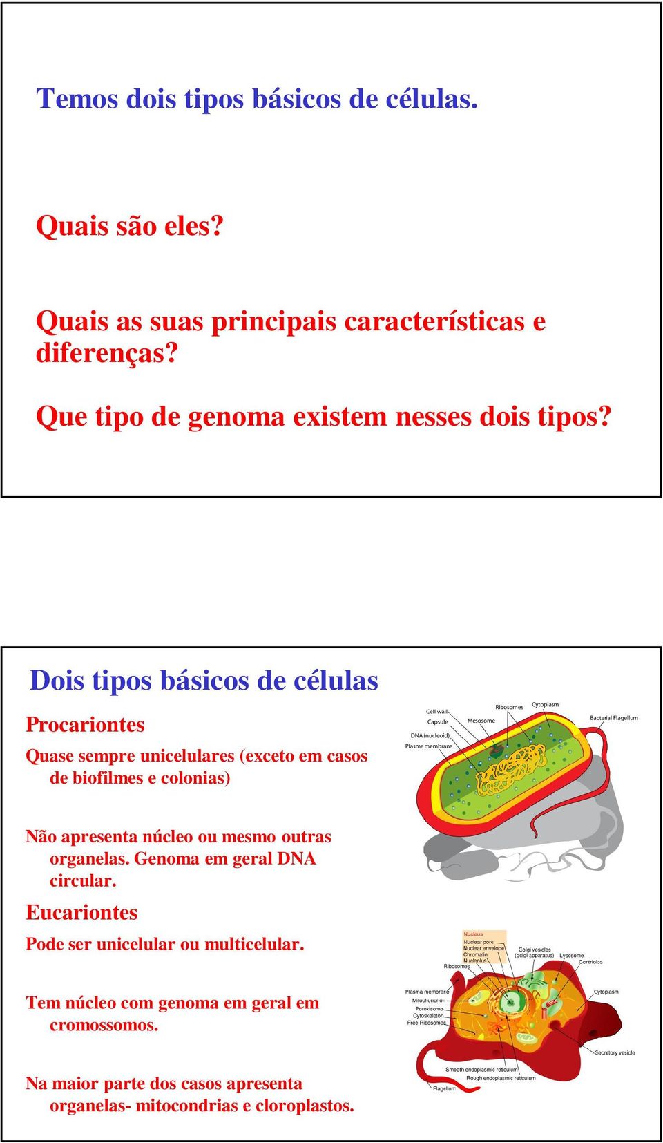 Dois tipos básicos de células Procariontes Quase sempre unicelulares (exceto em casos de biofilmes e colonias) Não apresenta