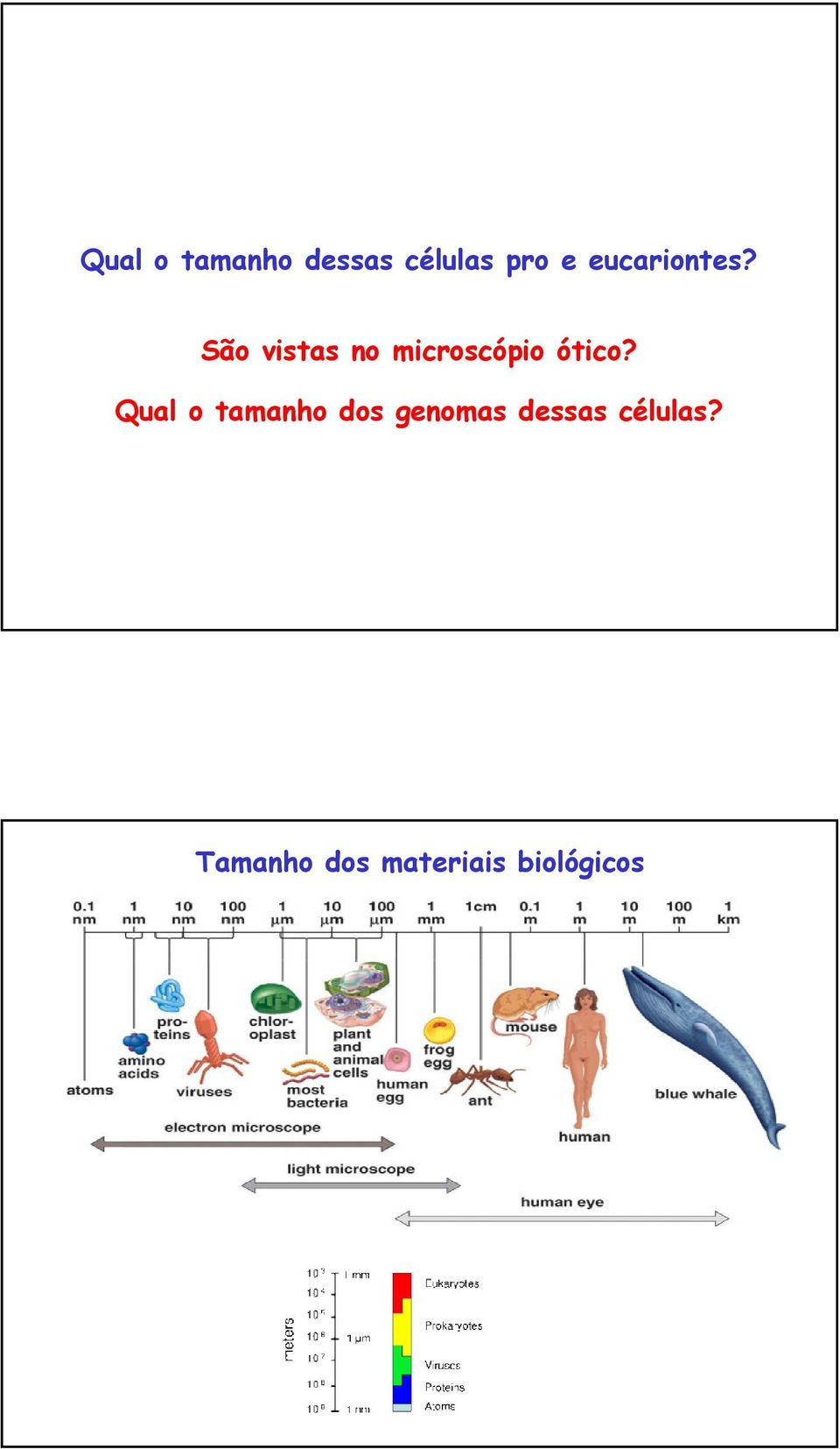 Qual o tamanho dos genomas dessas células? Diagrams: http://www.