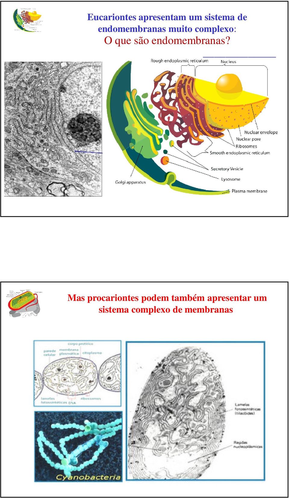 Image: Mariana Ruiz Mas procariontes podem também