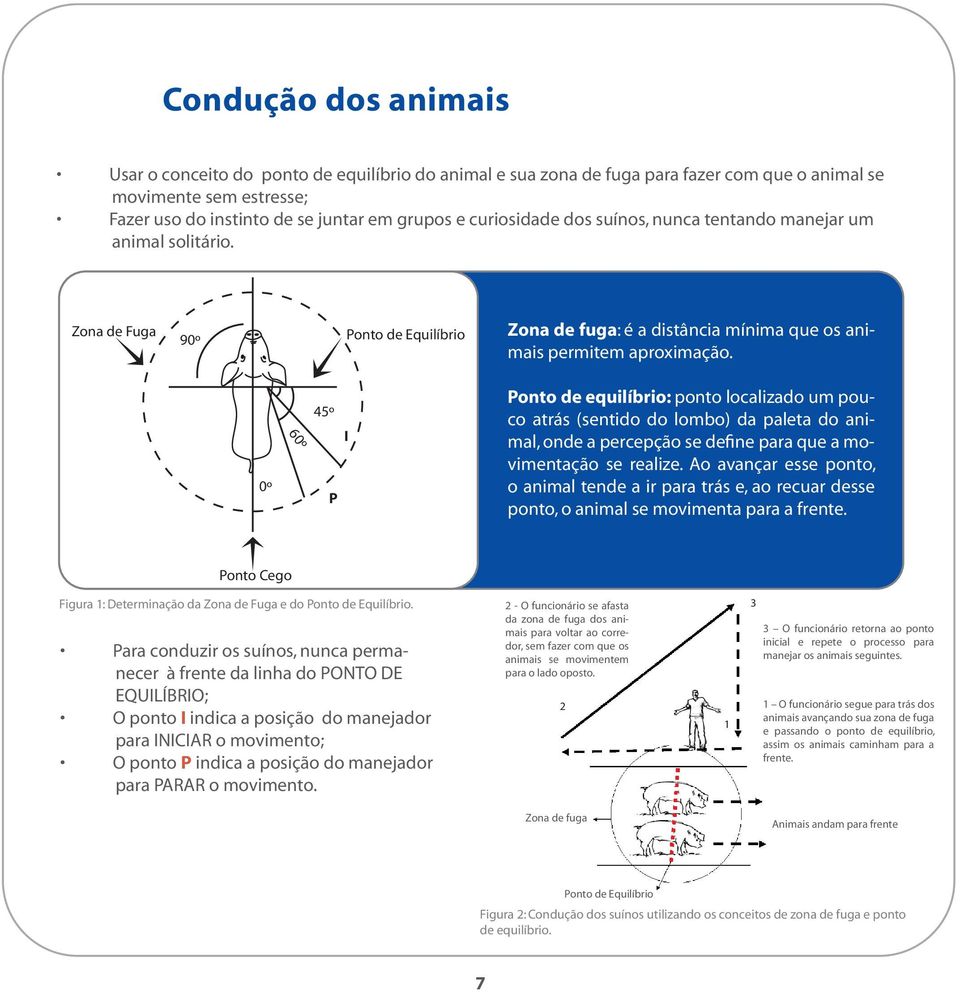 0º 60º 45º I P Ponto de equilíbrio: ponto localizado um pouco atrás (sentido do lombo) da paleta do animal, onde a percepção se define para que a movimentação se realize.