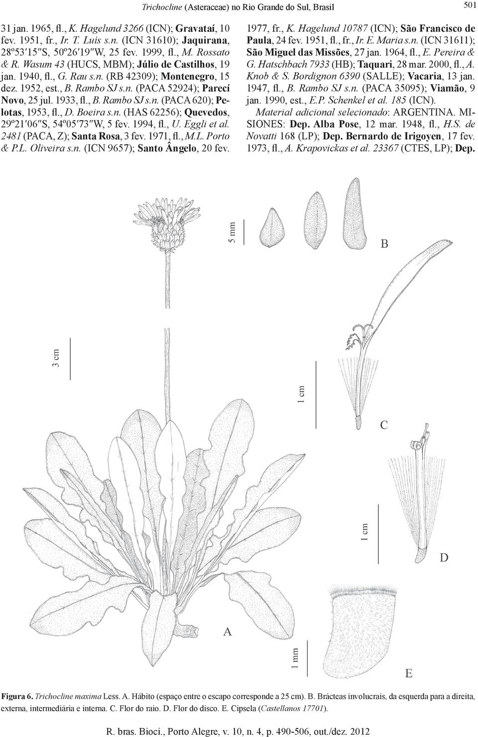 1933, fl., B. Rambo SJ s.n. (PACA 620); Pelotas, 1953, fl., D. Boeira s.n. (HAS 62256); Quevedos, 29º21 06 S, 54º05 73 W, 5 fev. 1994, fl., U. Eggli et al. 2481 (PACA, Z); Santa Rosa, 3 fev. 1971, fl.