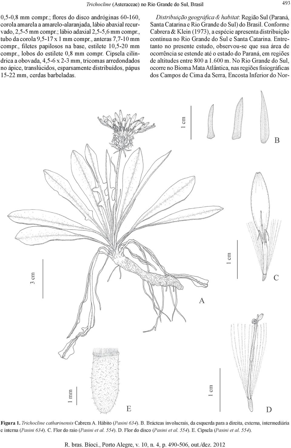 Cipsela cilíndrica a obovada, 4,5-6 x 2-3 mm, tricomas arredondados no ápice, translúcidos, esparsamente distribuídos, pápus 15-22 mm, cerdas barbeladas.