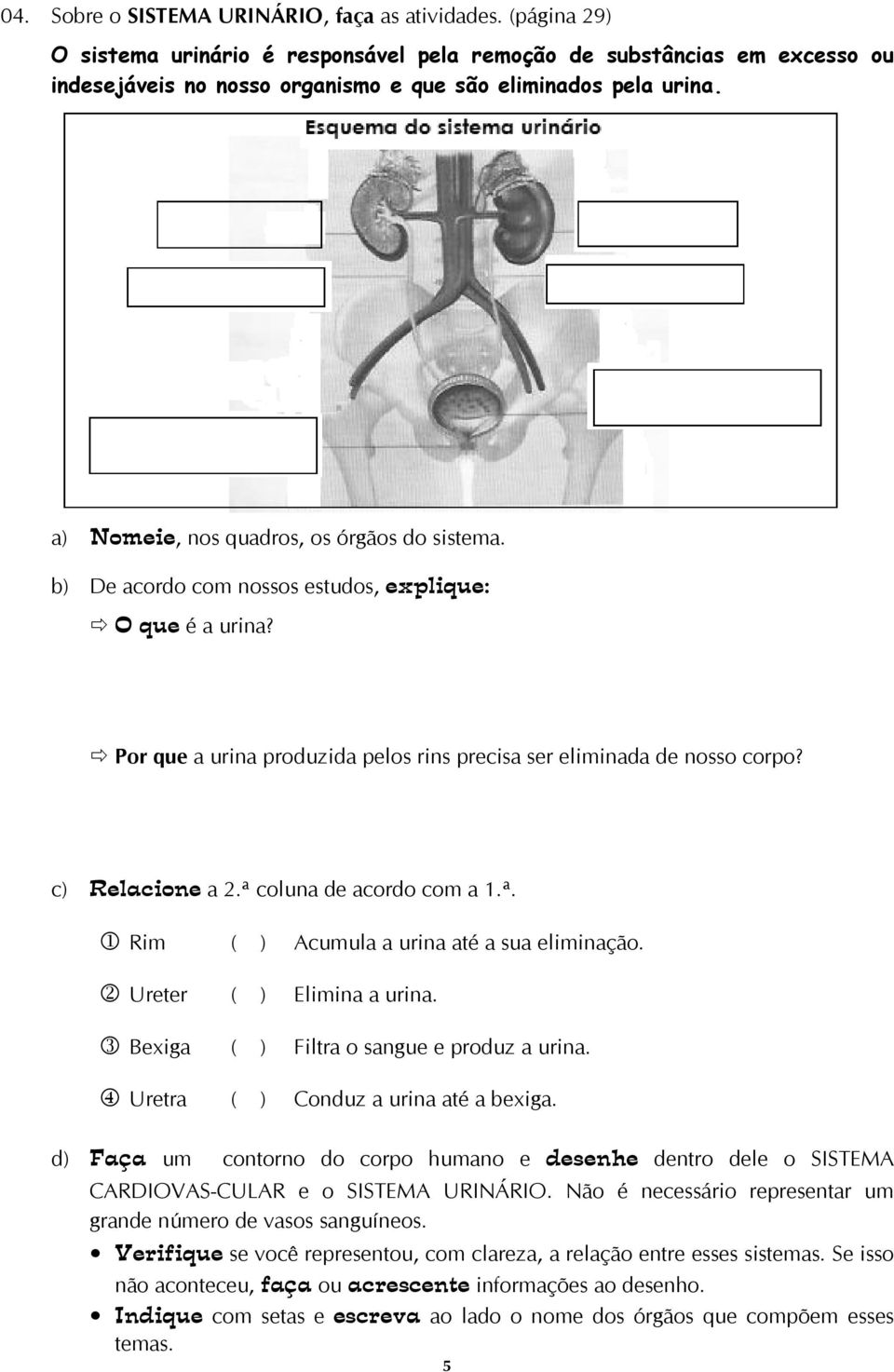 b) De acordo com nossos estudos, explique: O que é a urina? Por que a urina produzida pelos rins precisa ser eliminada de nosso corpo? c) Relacione a 2.ª 