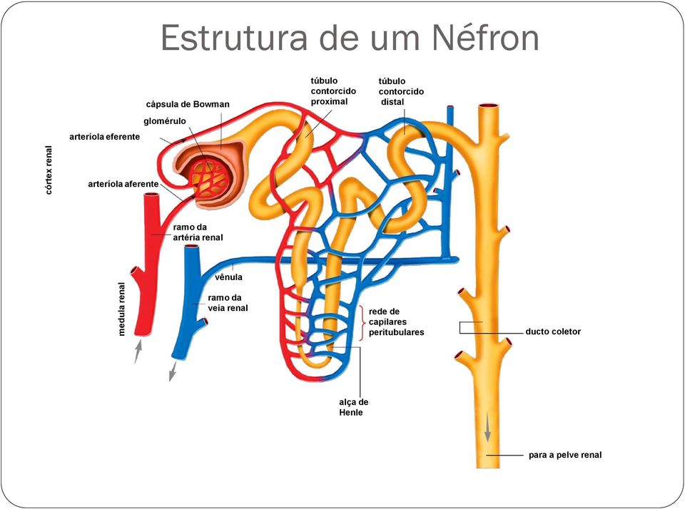 distal arteríola aferente ramo da artéria renal vênula ramo da veia renal
