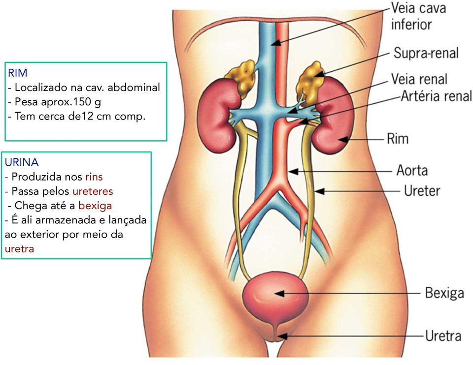 URINA - Produzida nos rins - Passa pelos ureteres -
