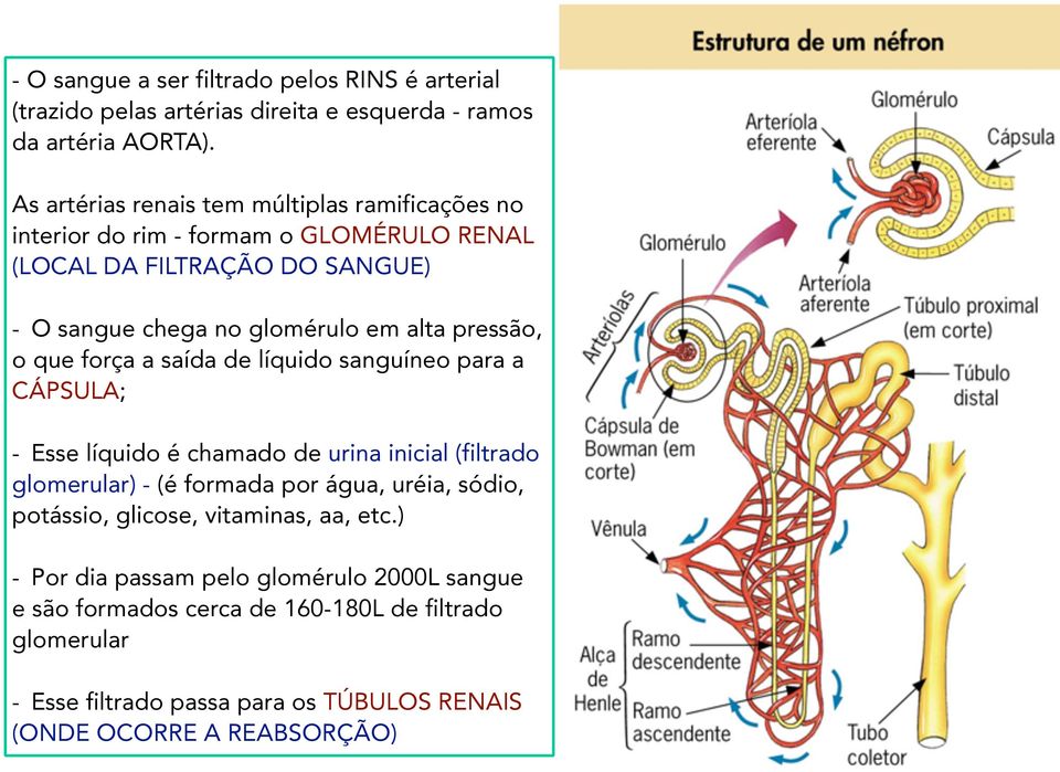 pressão, o que força a saída de líquido sanguíneo para a CÁPSULA; - Esse líquido é chamado de urina inicial (filtrado glomerular) - (é formada por água, uréia,