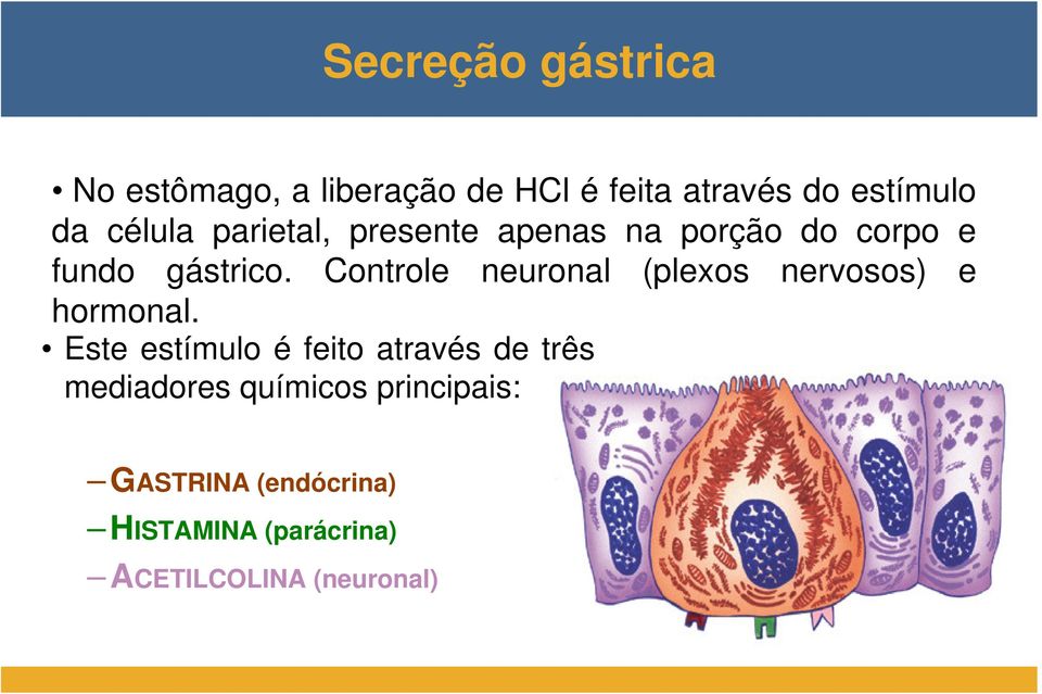 Controle neuronal (plexos nervosos) e hormonal.