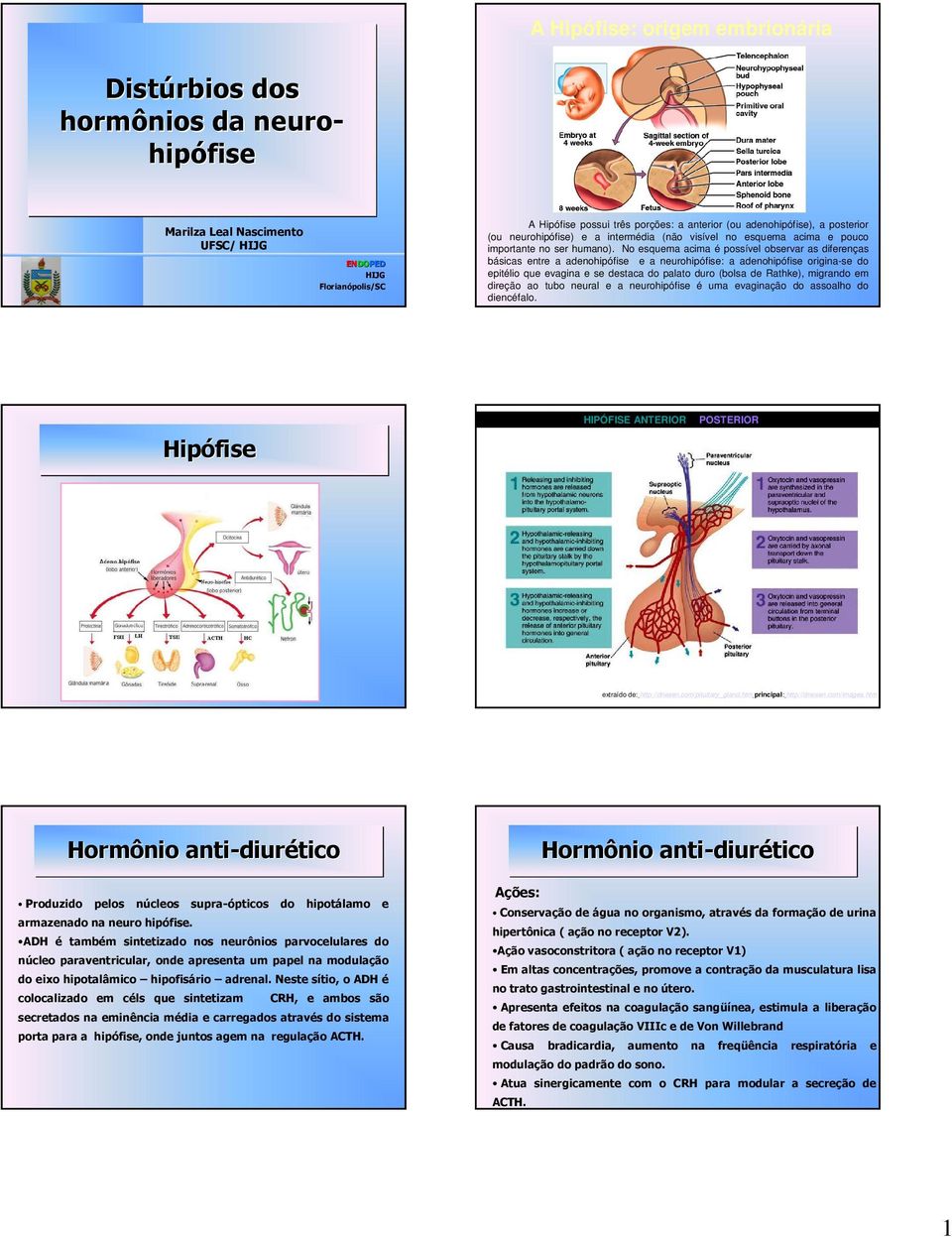 No esquema acima é possível observar as diferenças básicas entre a adenohipófise e a neurohipófise: a adenohipófise origina-se do epitélio que evagina e se destaca do palato duro (bolsa de Rathke),