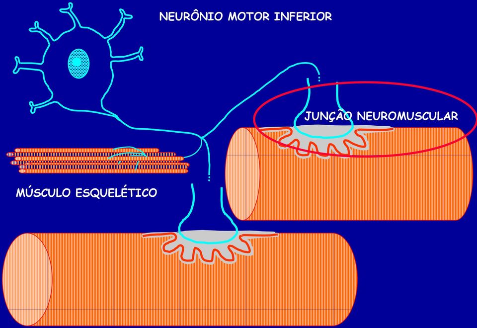 NEUROMUSCULAR