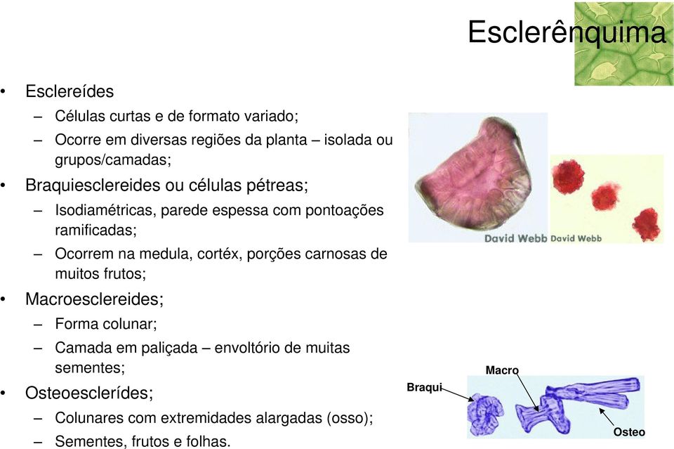 medula, cortéx, porções carnosas de muitos frutos; Macroesclereides; Forma colunar; Camada em paliçada sementes;