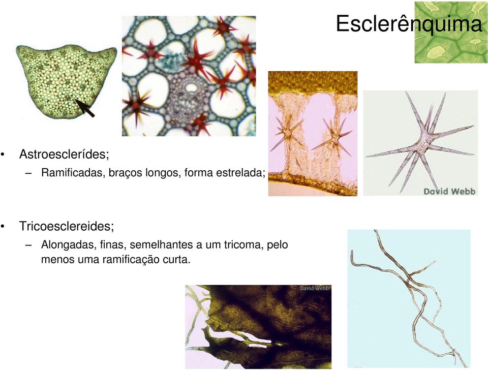 estrelada; Tricoesclereides; Alongadas,