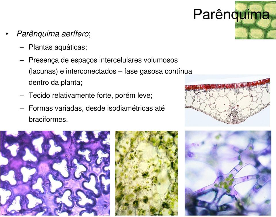 gasosa contínua dentro da planta; Tecido relativamente forte,