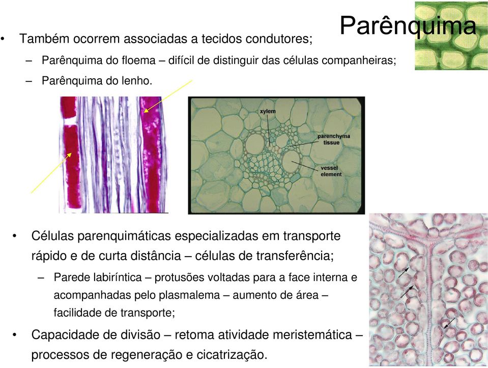 curta distância células de transferência; Parede labiríntica protusões voltadas para a face interna e acompanhadas