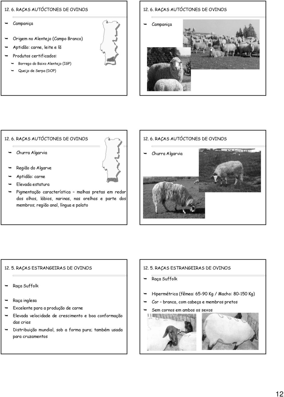 RAÇAS ESTRANGEIRAS DE OVINOS 12. 5.