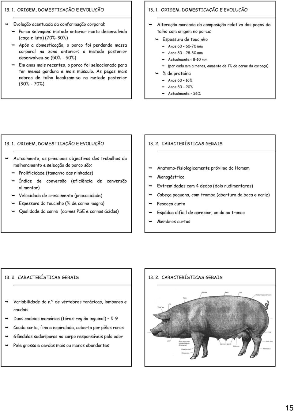 domesticação, o porco foi perdendo massa corporal na zona anterior; a metade posterior desenvolveu-se (50% - 50%) Em anos mais recentes, o porco foi seleccionado para ter menos gordura e mais músculo.