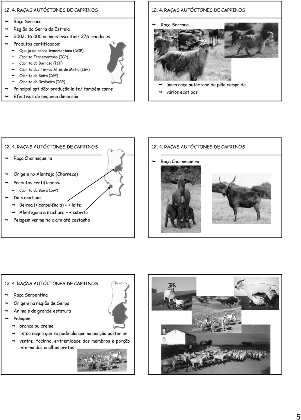 Cabrito Transmontano (IGP) Cabrito do Barroso (IGP) Cabrito das Terras Altas do Minho (IGP) Cabrito da Beira (IGP) Cabrito da Gralheira (IGP) Principal aptidão: produção leite/ também carne Efectivos