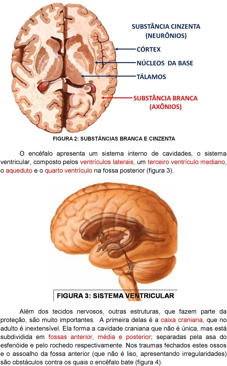 A primeira delas é a caixa craniana, que no adulto é inextensível.