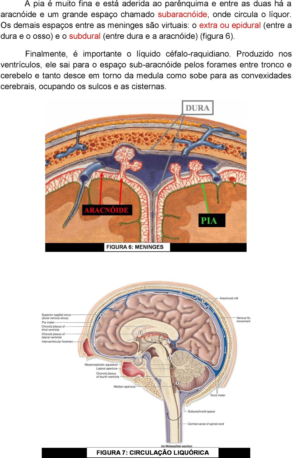 Os demais espaços entre as meninges são virtuais: o extra ou epidural (entre a dura e o osso) e o subdural (entre dura e a aracnóide)