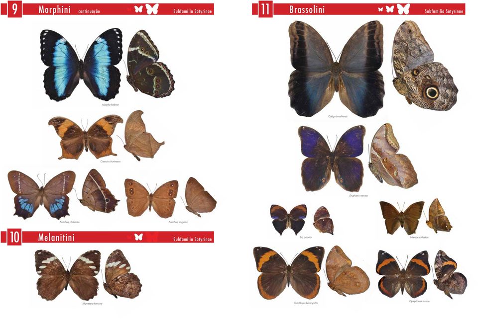 philaretes Antirrhea taygetina 10 Melanitini Bia actorion