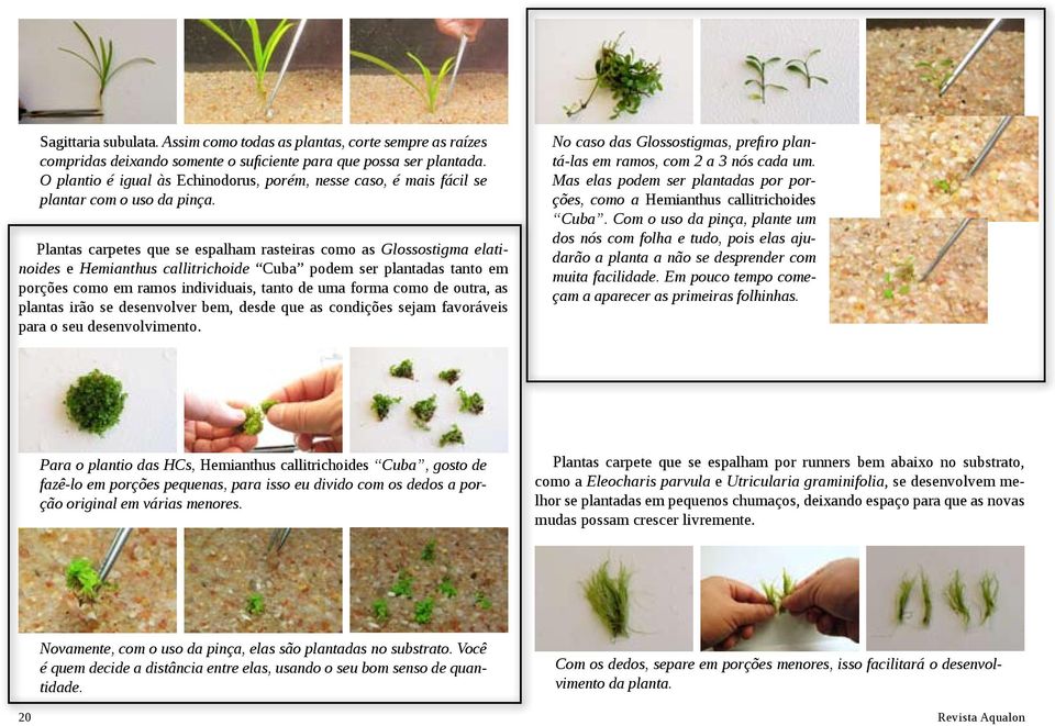 Plantas carpetes que se espalham rasteiras como as Glossostigma elatinoides e Hemianthus callitrichoide Cuba podem ser plantadas tanto em porções como em ramos individuais, tanto de uma forma como de