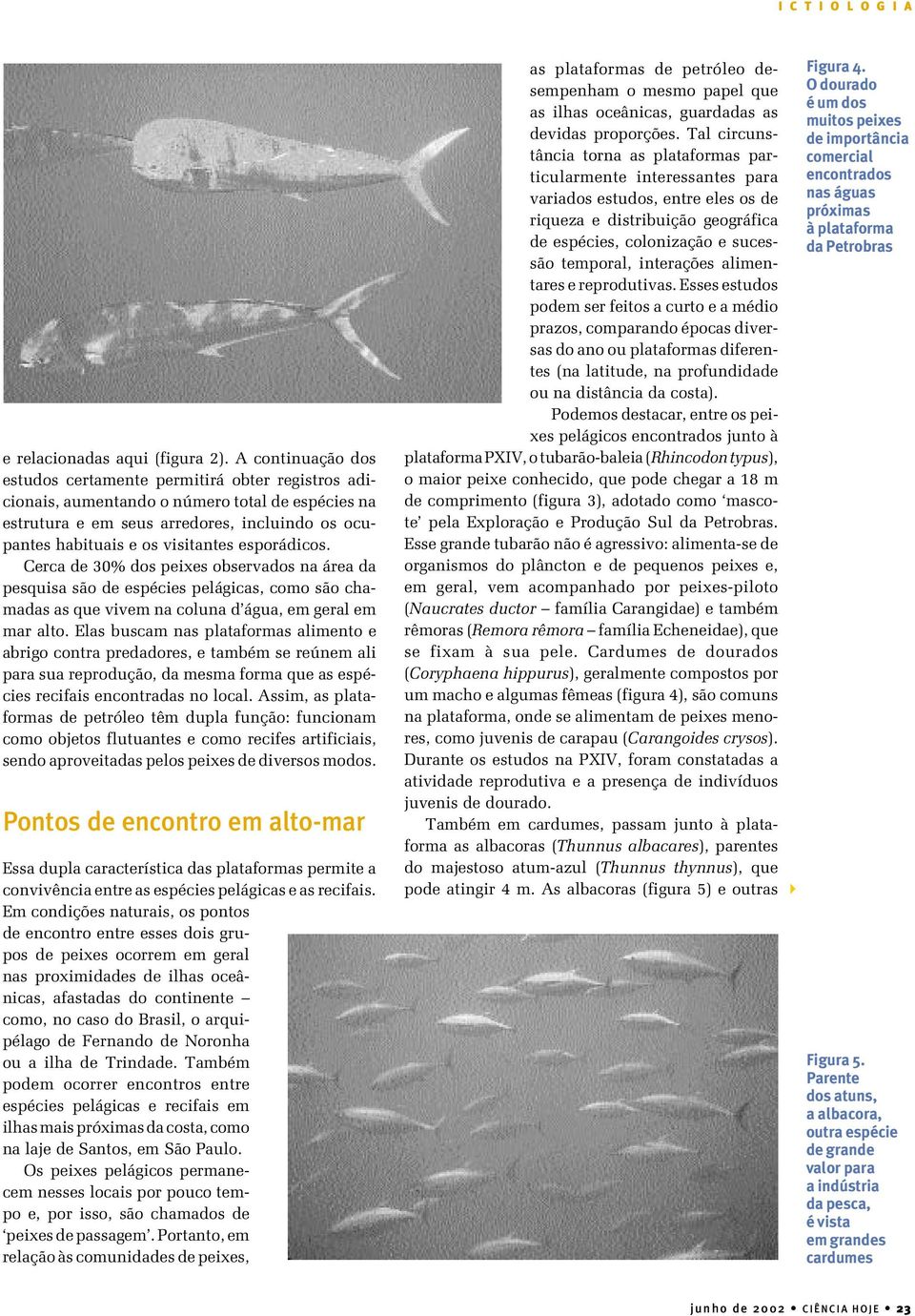 esporádicos. Cerca de 30% dos peixes observados na área da pesquisa são de espécies pelágicas, como são chamadas as que vivem na coluna d água, em geral em mar alto.