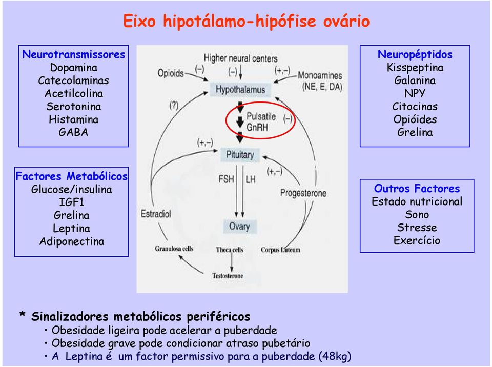 Adiponectina Outros Factores Estado nutricional Sono Stresse Exercício * Sinalizadores metabólicos periféricos Obesidade