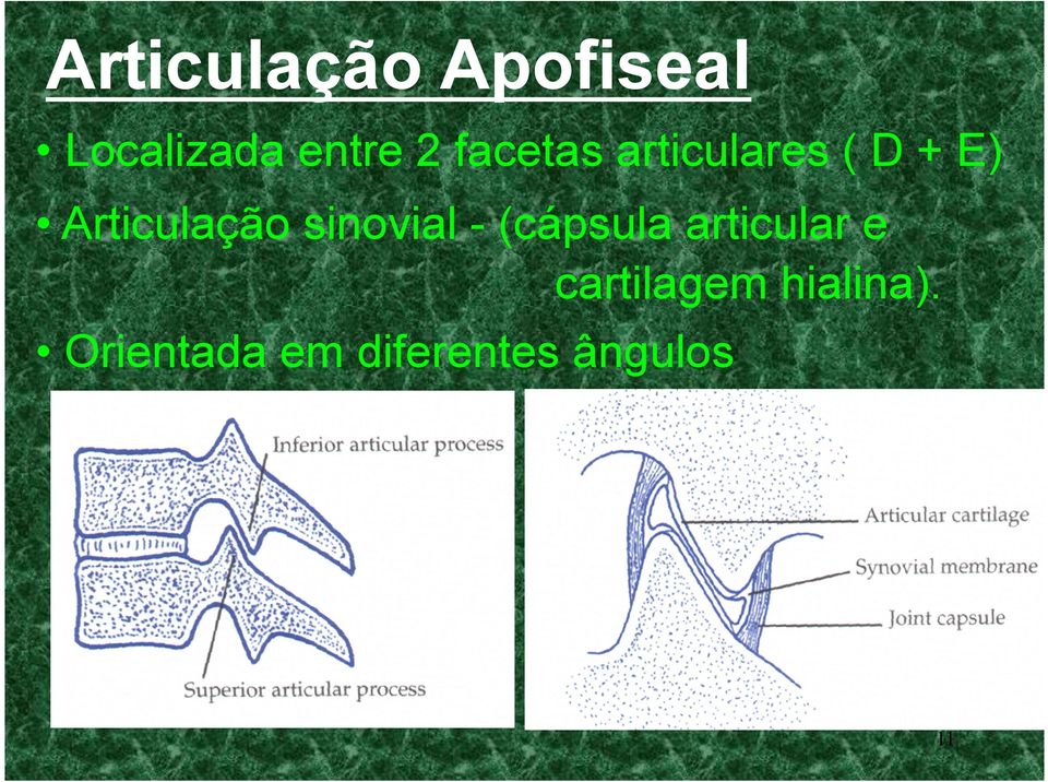 sinovial - (cápsula articular e cartilagem