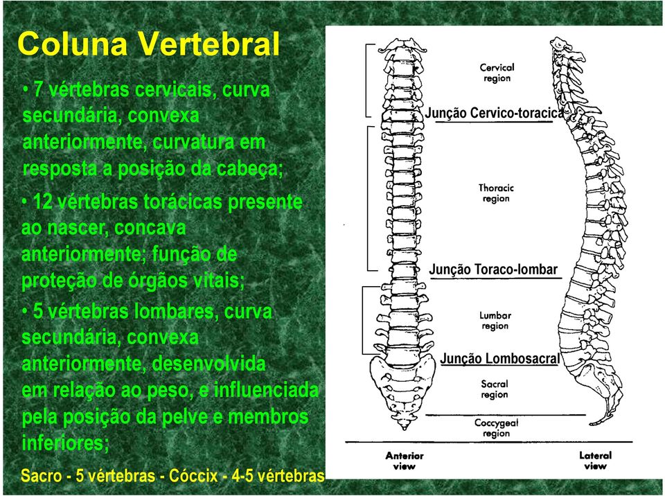 lombares, curva secundária, convexa anteriormente, desenvolvida em relação ao peso, e influenciada pela posição da pelve e