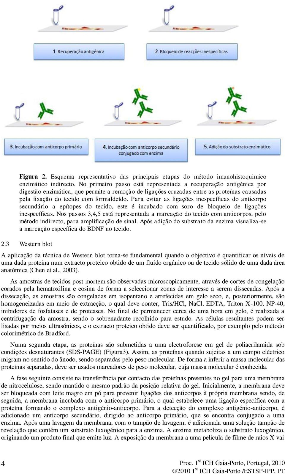 Para evitar as ligações inespecíficas do anticorpo secundário a epítopes do tecido, este é incubado com soro de bloqueio de ligações inespecíficas.