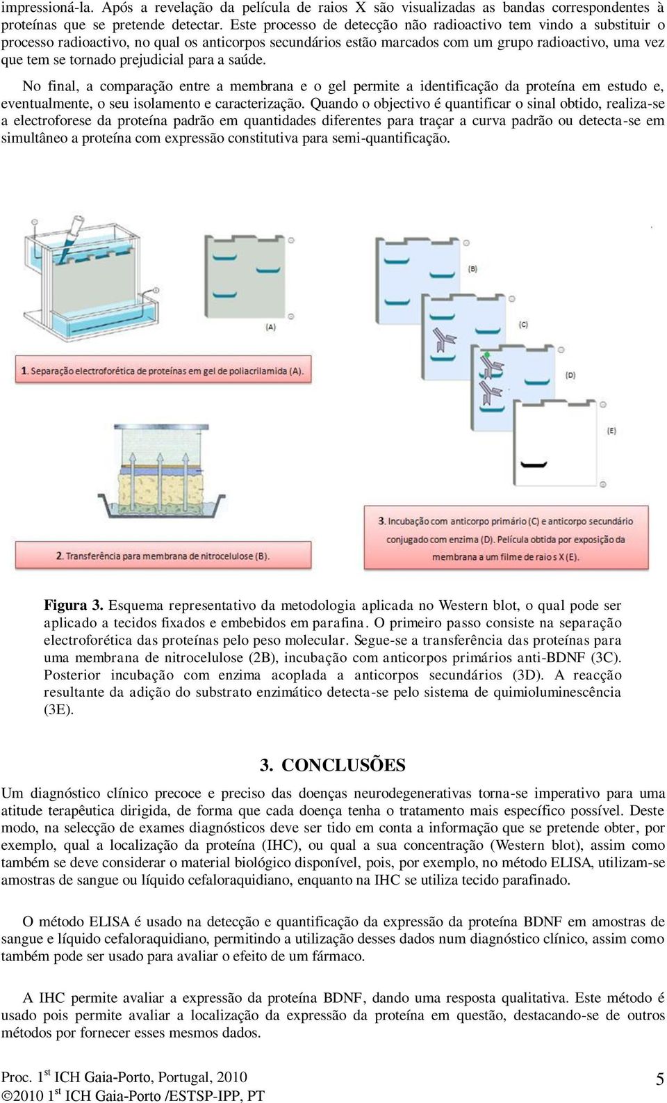 prejudicial para a saúde. No final, a comparação entre a membrana e o gel permite a identificação da proteína em estudo e, eventualmente, o seu isolamento e caracterização.