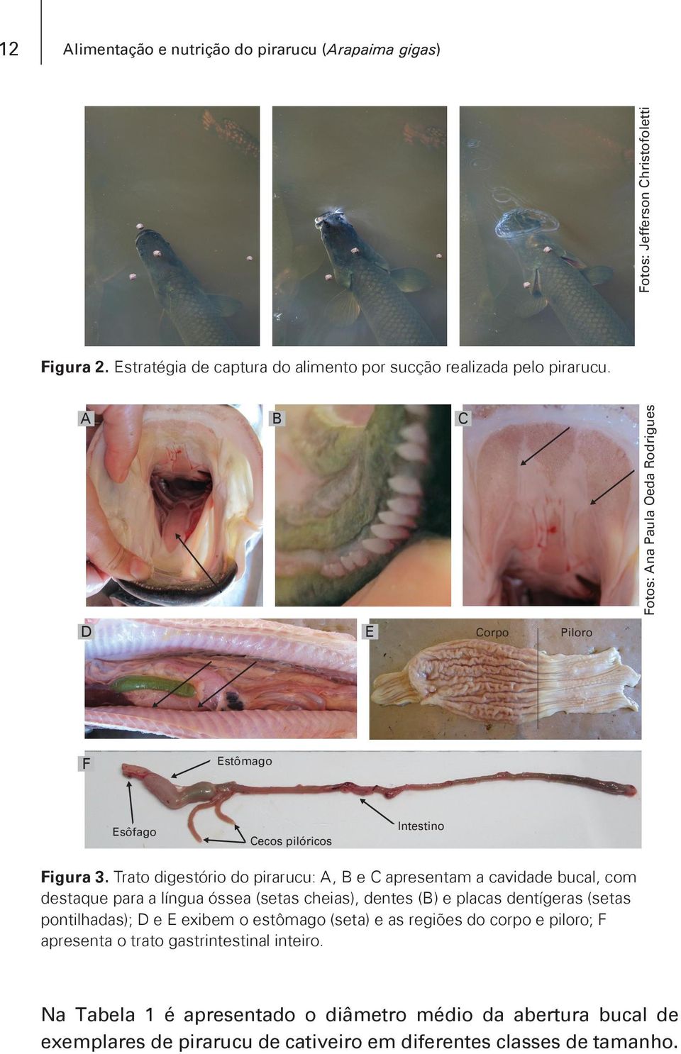 Trato digestório do pirarucu: A, B e C apresentam a cavidade bucal, com destaque para a língua óssea (setas cheias), dentes (B) e placas dentígeras (setas pontilhadas); D