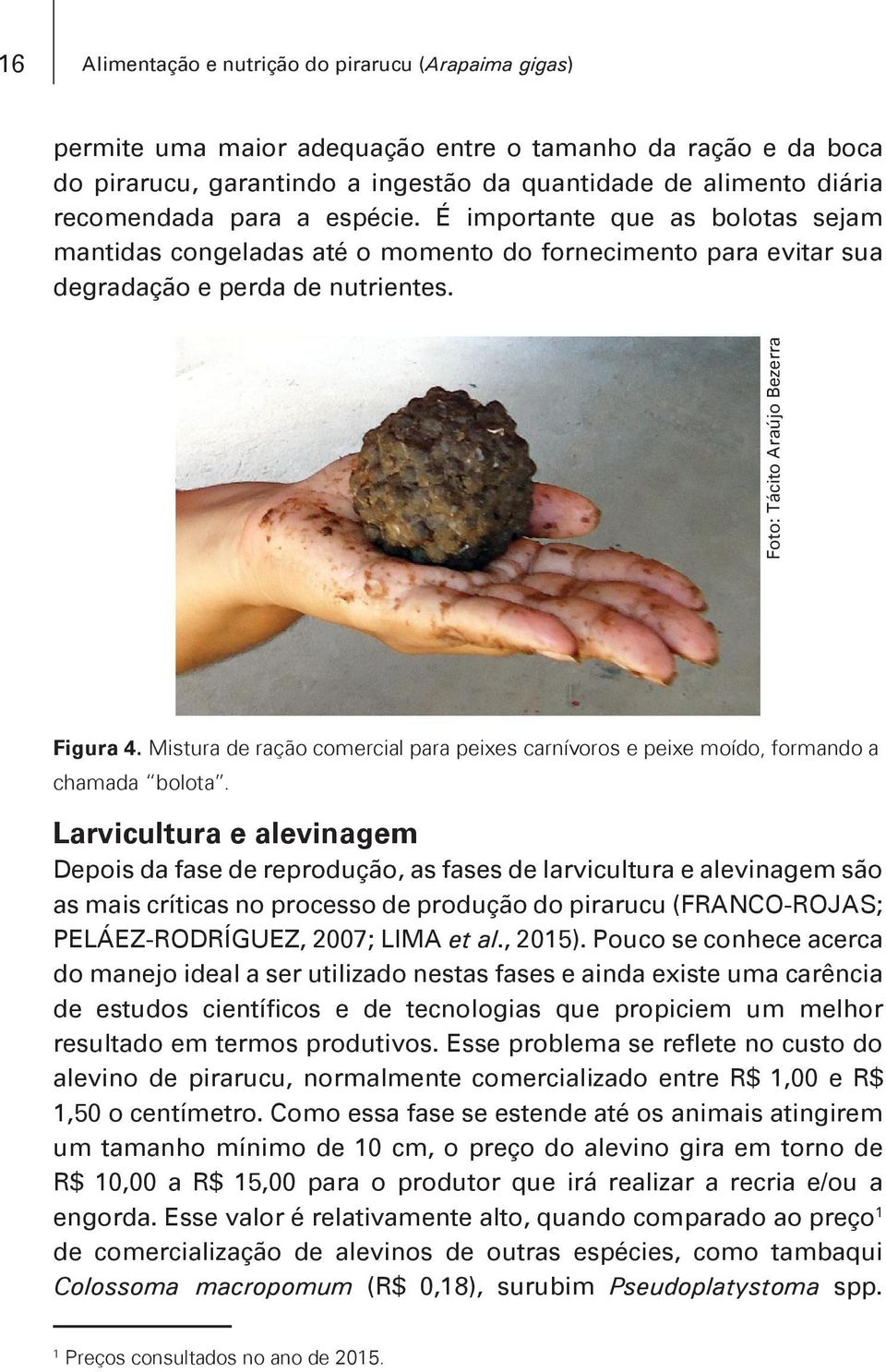 Mistura de ração comercial para peixes carnívoros e peixe moído, formando a chamada bolota.