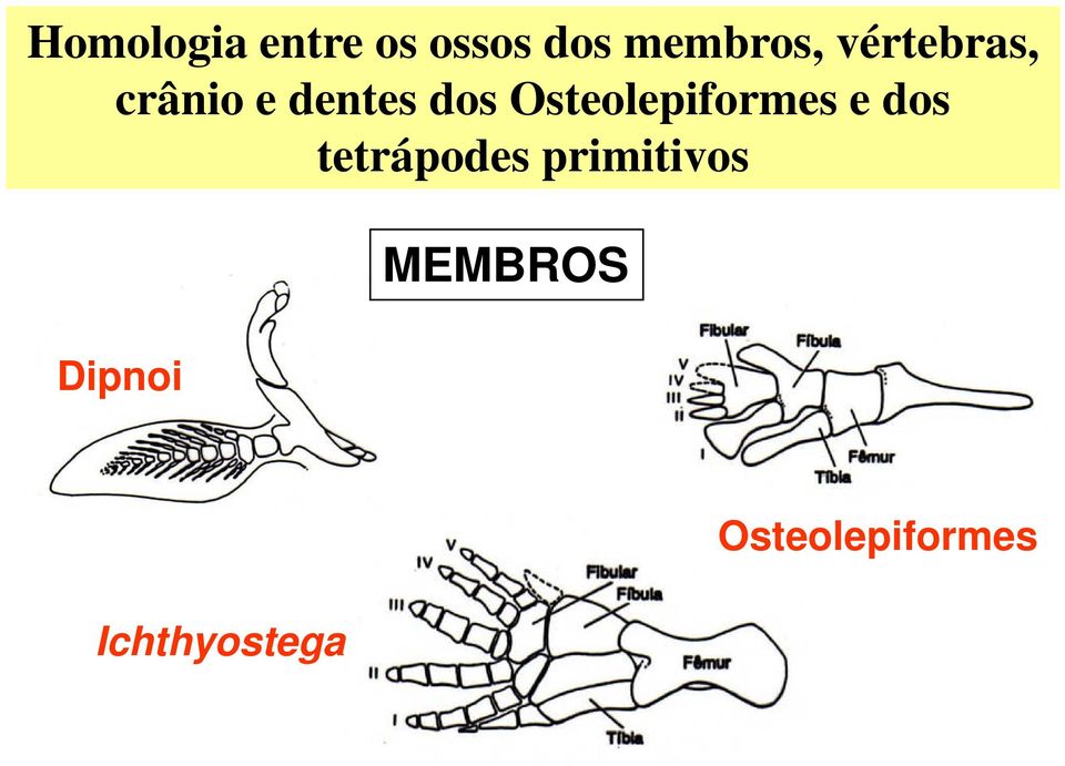 Osteolepiformes e dos tetrápodes