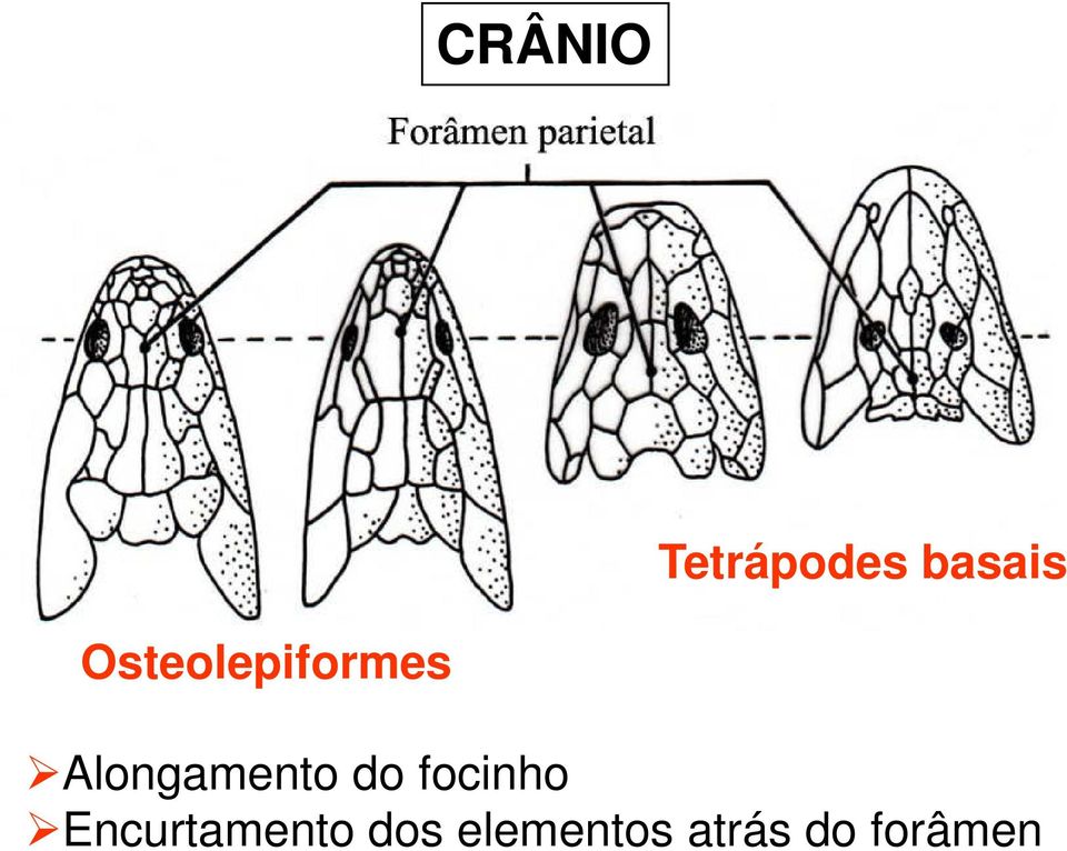 Alongamento do focinho