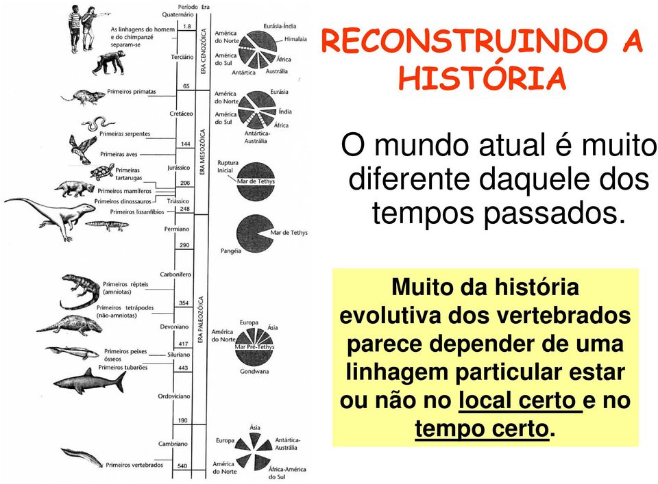Muito da história evolutiva dos vertebrados parece