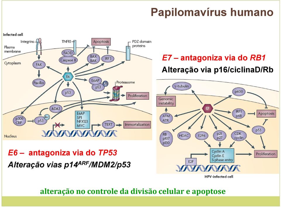 via do TP53 Alteração vias p14 ARF /MDM2/p53