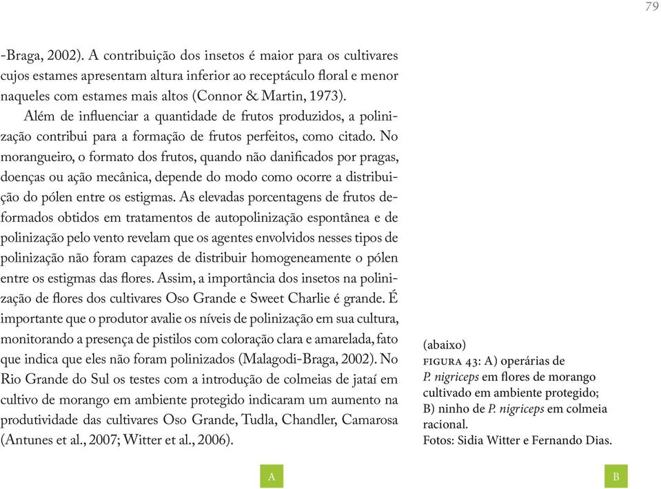 No morangueiro, o formato dos frutos, quando não danificados por pragas, doenças ou ação mecânica, depende do modo como ocorre a distribuição do pólen entre os estigmas.