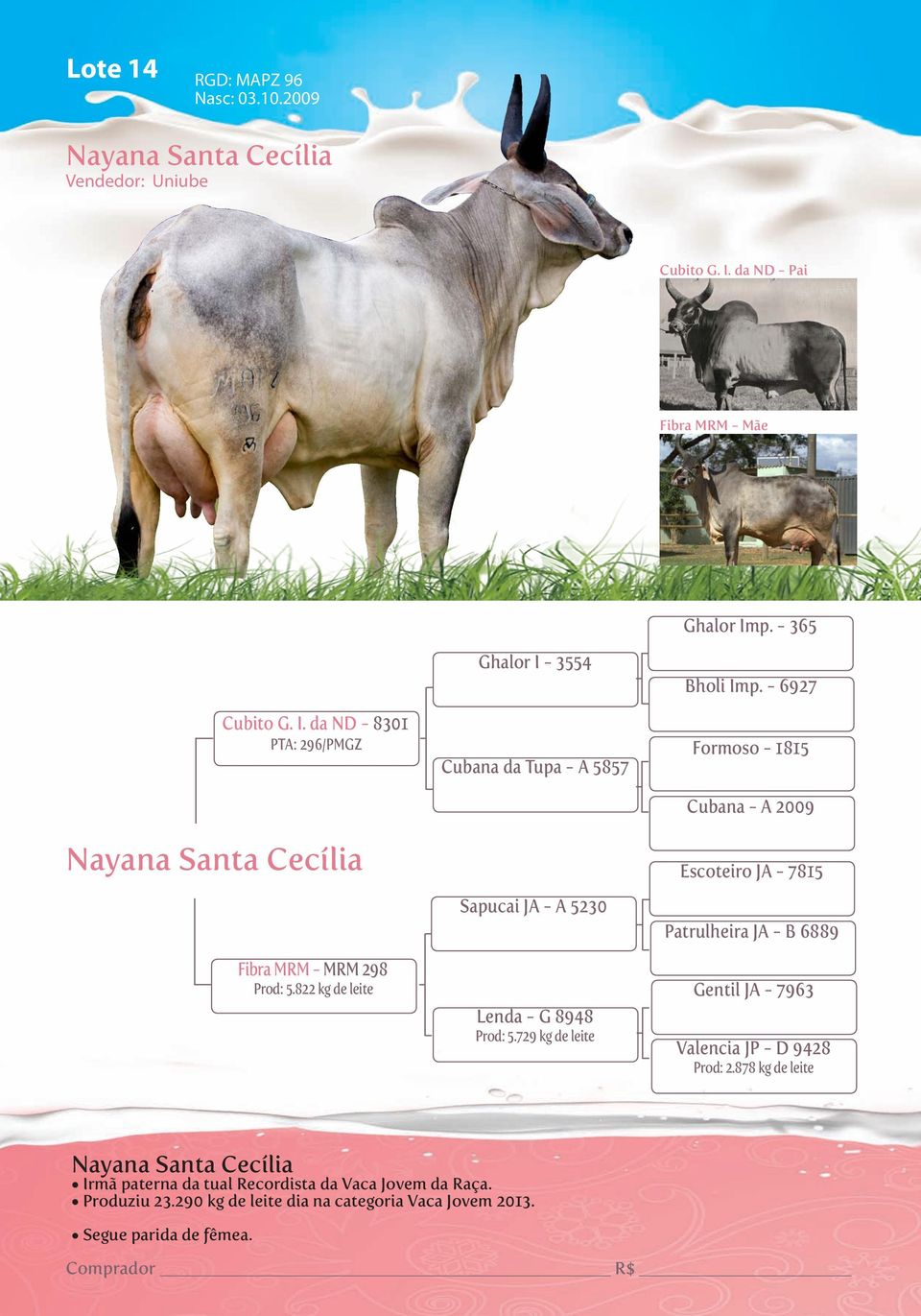 822 kg de leite Ghalor I - 3554 Cubana da Tupa - A 5857 Sapucai JA - A 5230 Lenda - G 8948 Prod: 5.729 kg de leite Bholi Imp.