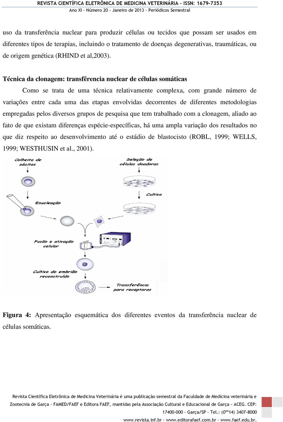 Técnica da clonagem: transfêrencia nuclear de células somáticas Como se trata de uma técnica relativamente complexa, com grande número de variações entre cada uma das etapas envolvidas decorrentes de