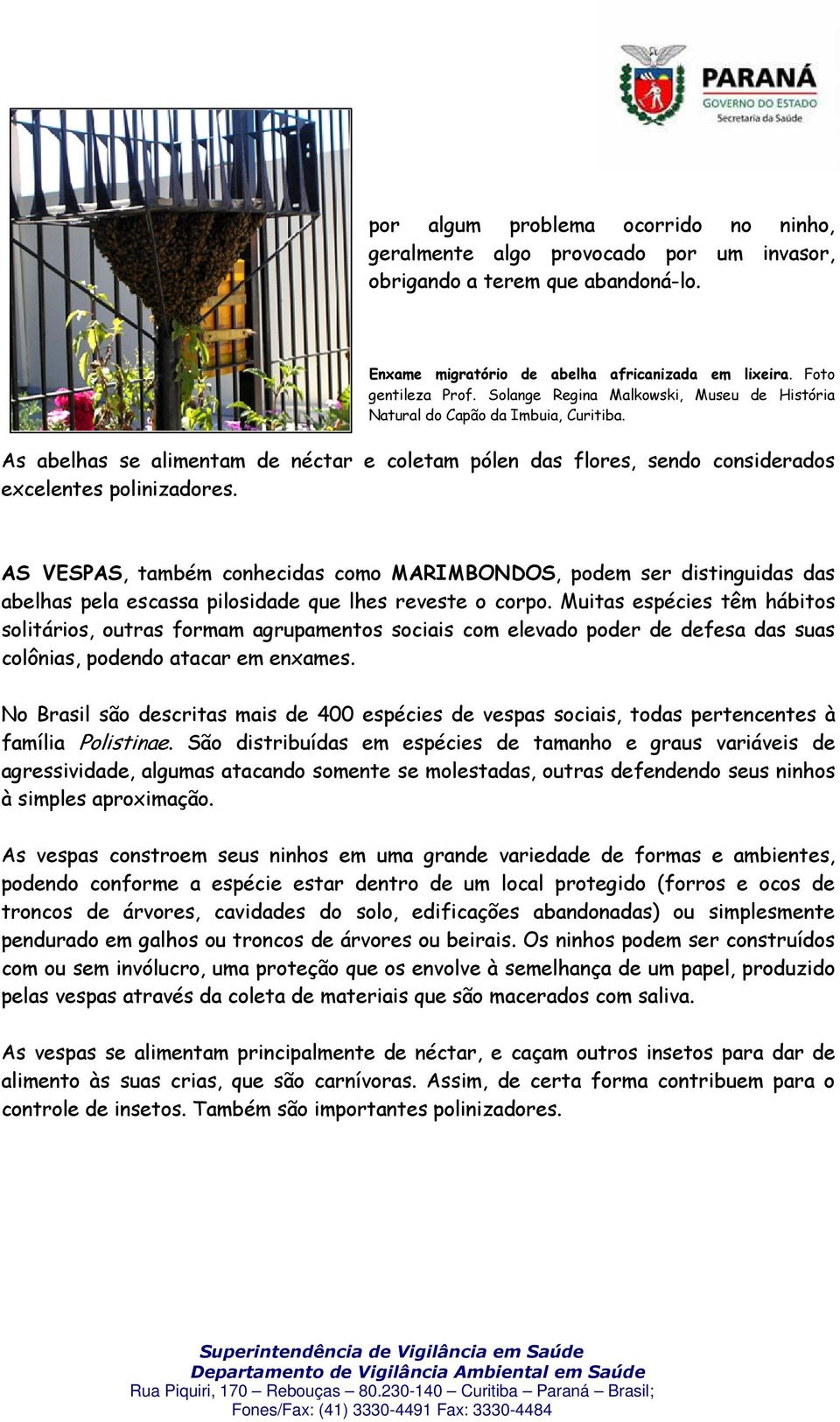 AS VESPAS, também conhecidas como MARIMBONDOS, podem ser distinguidas das abelhas pela escassa pilosidade que lhes reveste o corpo.